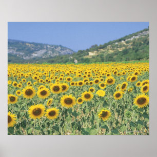 Póster un campo de girasoles