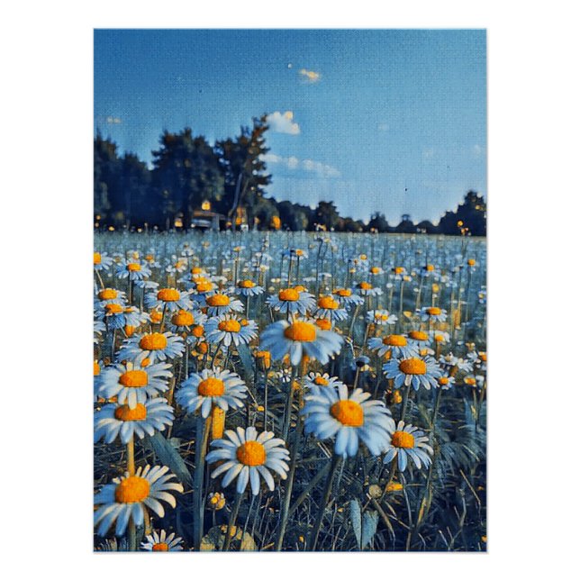 Póster Un campo lleno de camiles en flor (Anverso)