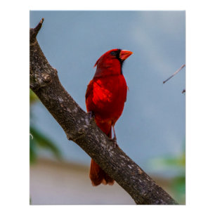 Póster Un cartel brillante de 20 x 25 del cardenal