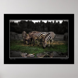 Póster Un celo del Poster de Cebras