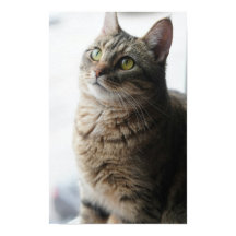 Un Cierre De Un Gato Sentado En Una Ventana