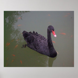Póster Un cisne negro en el agua