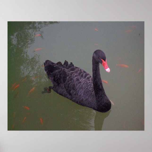 Póster Un cisne negro en el agua (Frente)