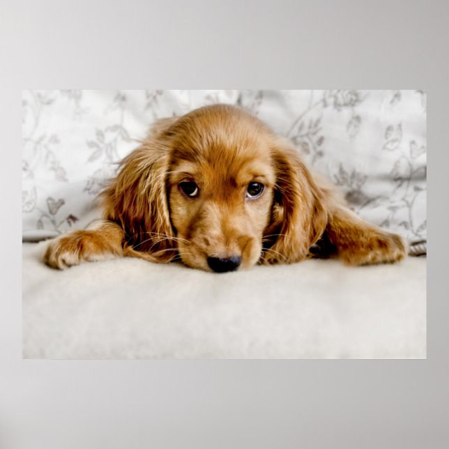 Póster Un Cocker Español Cute (Frente)