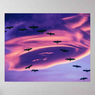 Póster Un compuesto fotográfico de grullas de sandhill en