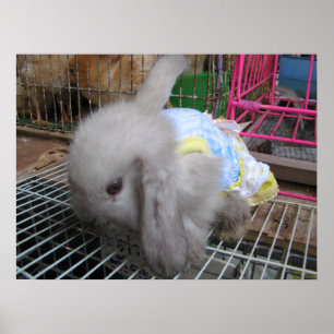 Póster Un conejo con un vestido かわいい 幸せ