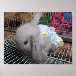 Póster Un conejo vestido か わ い い 幸 せ