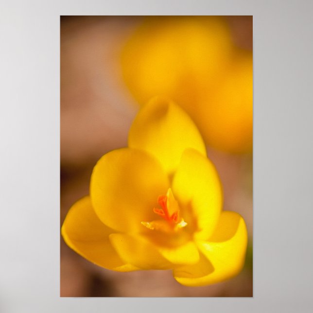 Póster Un crocus amarillo florece en Portsmouth, Nuevo (Frente)