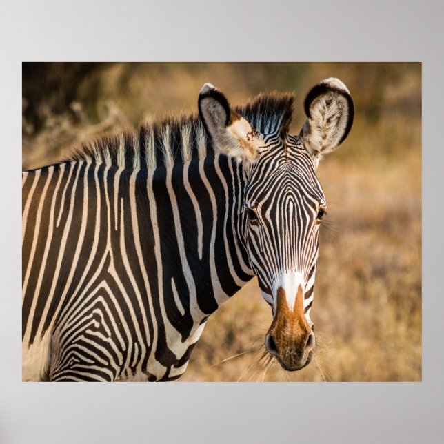 PÓSTER UN CURIOSO ZEBRA EN LA RESERVA NACIONAL DE SAMBURU (Frente)