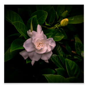 Póster Un delicado florecimiento de flores blancas