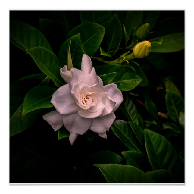 Póster Un delicado florecimiento de flores blancas (Anverso)