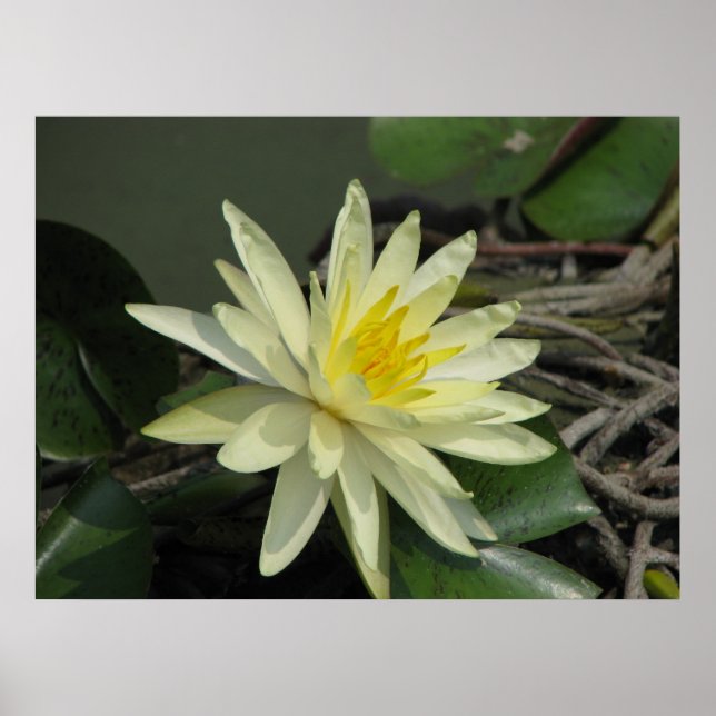 Póster Un día en el estanque (Frente)