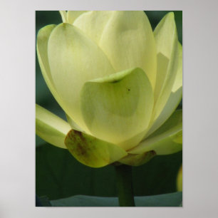 Póster Un día en la serie de estanques