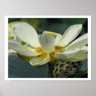 Póster Un día en la serie de estanques