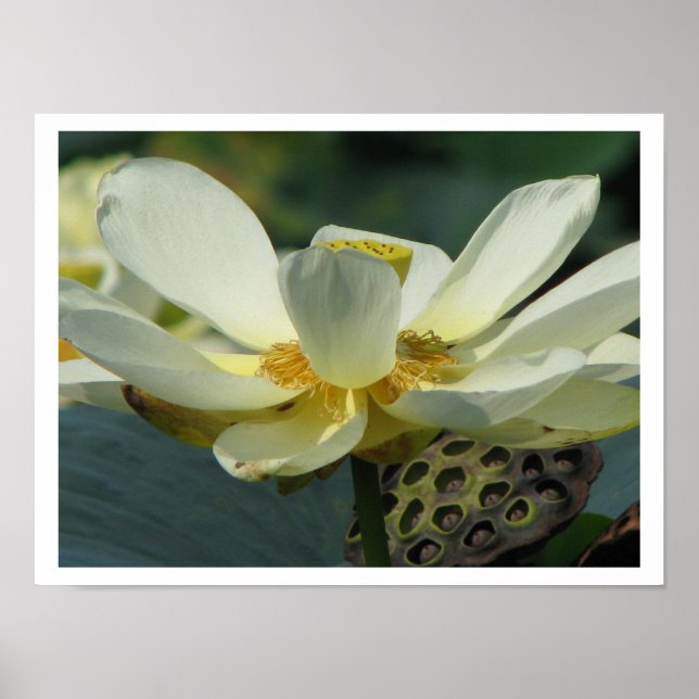 Póster Un día en la serie de estanques (Frente)