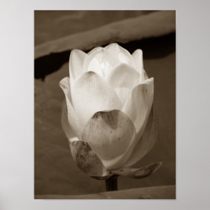 Póster Un día en la serie de estanques