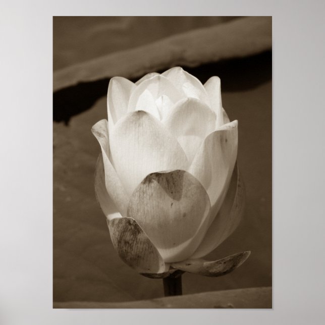 Póster Un día en la serie de estanques (Frente)