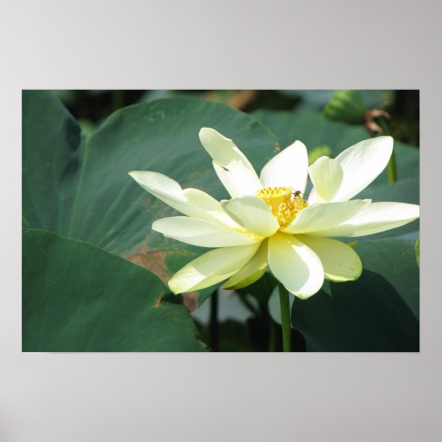 Póster Un día en la serie de estanques (Frente)