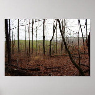 Póster Un día en los bosques