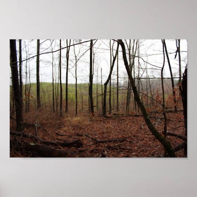 Póster Un día en los bosques (Frente)