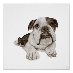 Póster Un dibujo de un cachorro de Bulldog atigrado