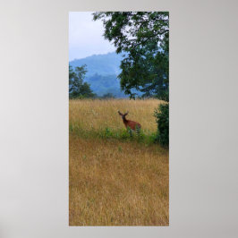 Póster Un dólar en un campo