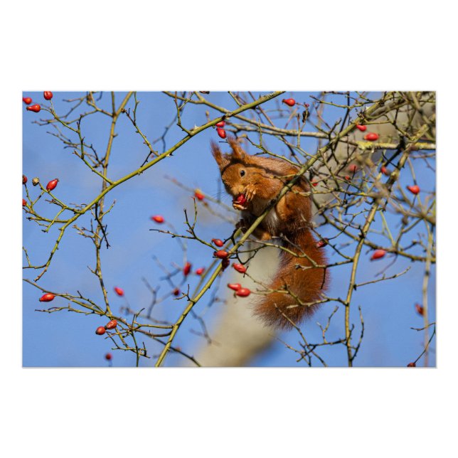 Póster Un écureuil roux (squirrel) (Anverso)