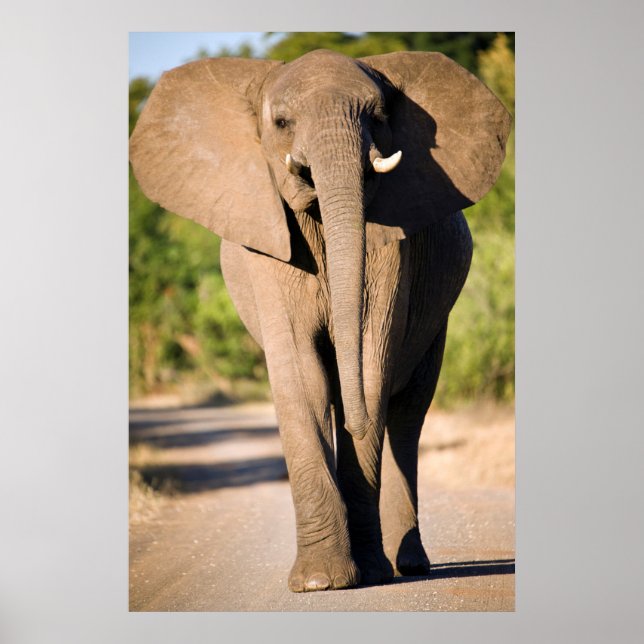 Póster Un elefante africano (Loxodonta Africana) camina (Frente)
