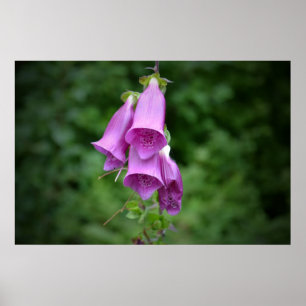 Póster Un Foxglove abajo se enciende