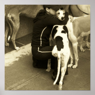 Póster un galgo con tres piernas