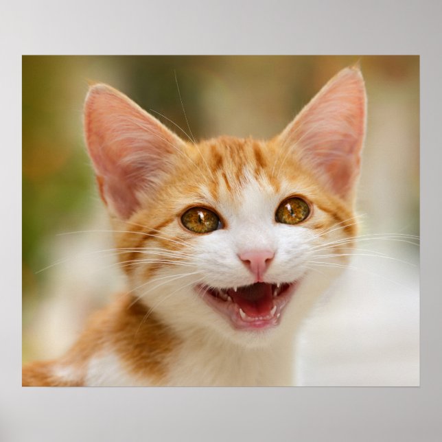 Póster Un gatito gracioso sonriente gatito gracioso frent (Frente)