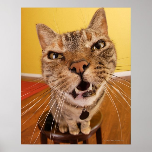 Póster Un gatito humorístico se sienta en un taburete en  (Frente)