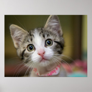 Póster Un gatito lindo con ojos verdes