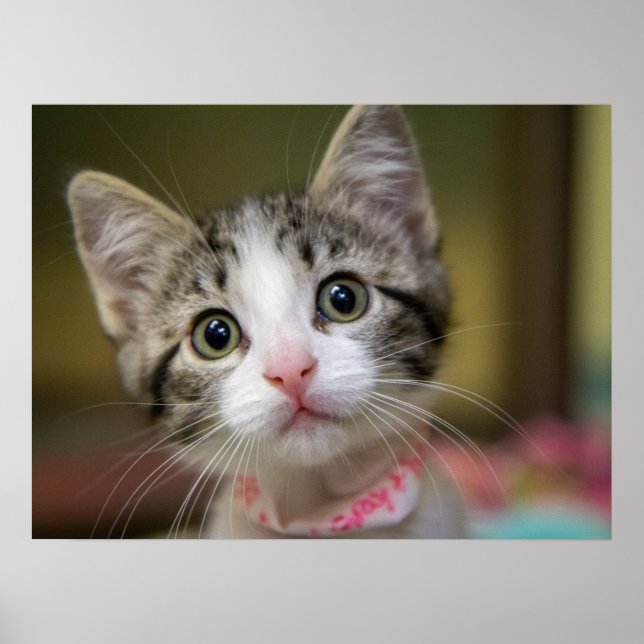 Póster Un gatito lindo con ojos verdes (Frente)