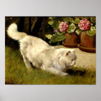 Un gato blanco persa mirando una parábola