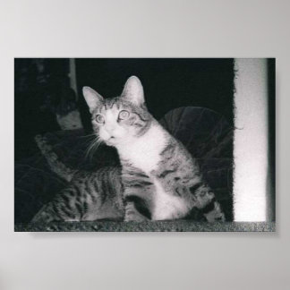 Póster Un gato curioso