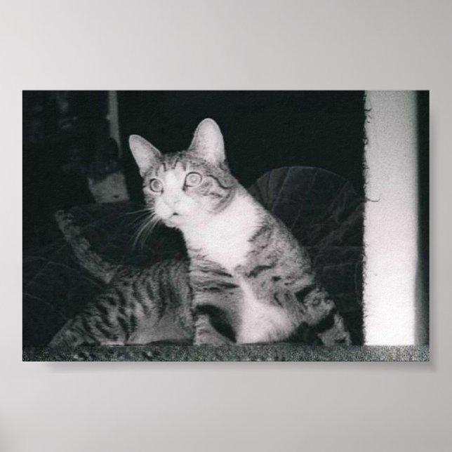 Póster Un gato curioso (Frente)