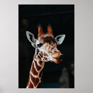 PÓSTER UN GIRAFFE EN EL ZOOLÓGICO DE CALGARY HACIENDO SA