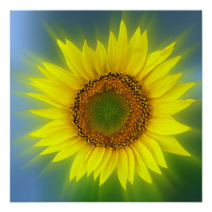 Póster un girasol brillante