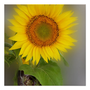 Póster un girasol brillante