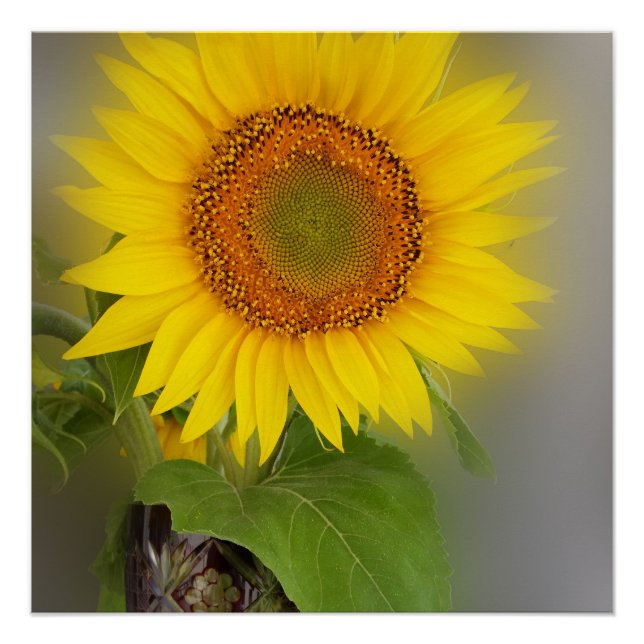 Póster un girasol brillante (Anverso)