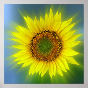 Póster un girasol brillante