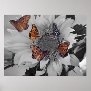 Póster Un girasol con varias mariposas