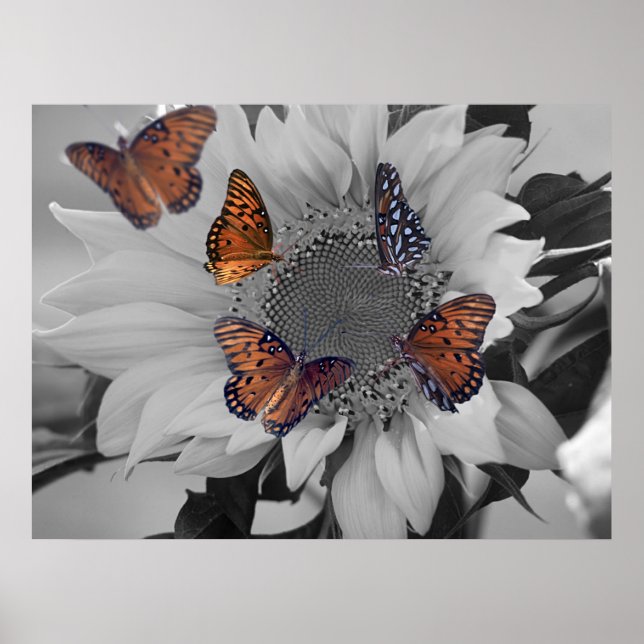 Póster Un girasol con varias mariposas (Frente)