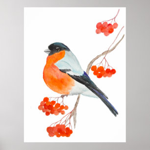 Póster Un gracioso bullfinch en una rama de un árbol de r