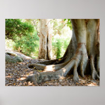 Un Gran Árbol Antiguo