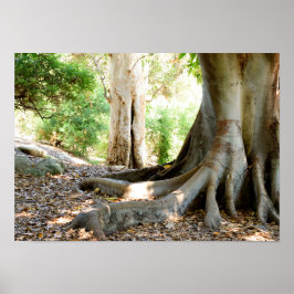 Póster Un Gran Árbol Antiguo
