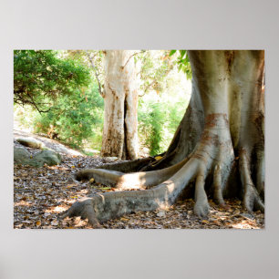 Póster Un Gran Árbol Antiguo