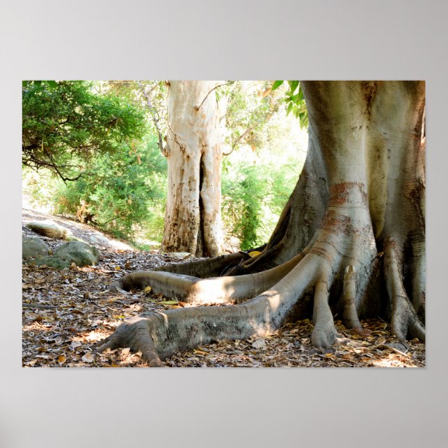Póster Un Gran Árbol Antiguo (Frente)