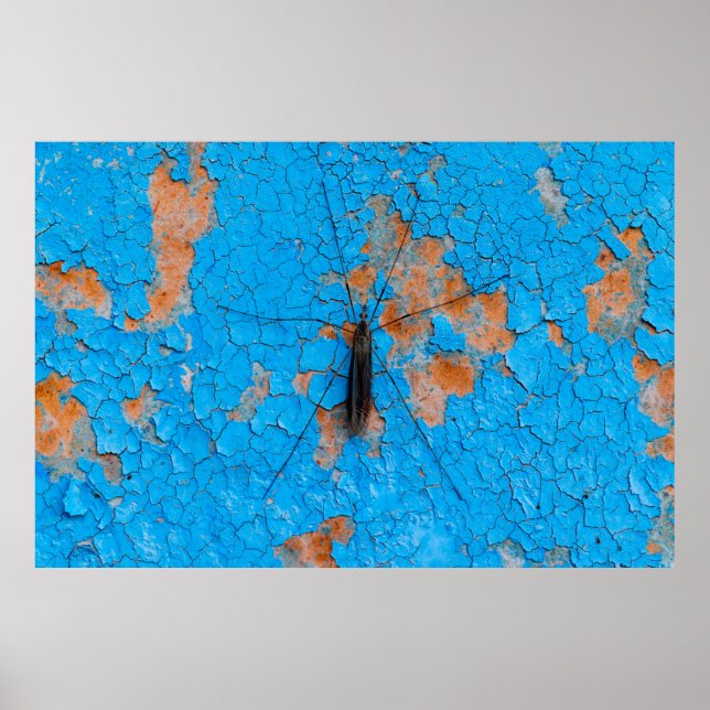Póster Un gran mosquito se sienta sobre una walla rota az (Frente)